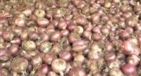 Sri Lanka to Buy Big Onions at Rs. 130 per Kilo